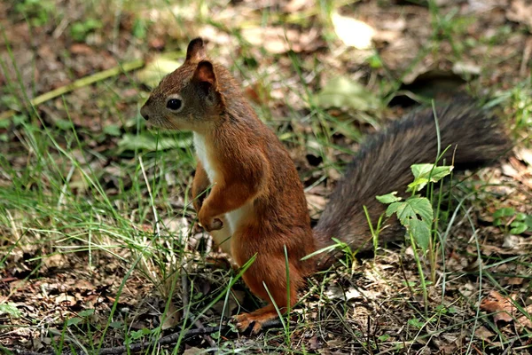 Park Finden Sie Eichhörnchen Hunde Krähen Sperlinge Tauben Enten Und — Stockfoto