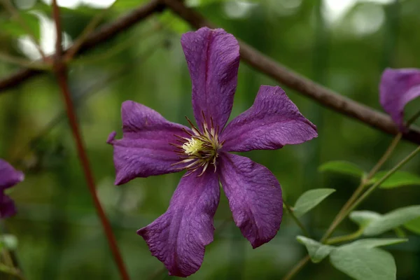 Parkta sincaplar, köpekler, kargalar, serçeler, güvercinler, su üzerinde ördekler ve martılar, farklı türde çiçekler, elmalar ve diğer meyveler, çamlar ve huş ağaçları, bataklık, küçük mimari formlar bulabilirsiniz.