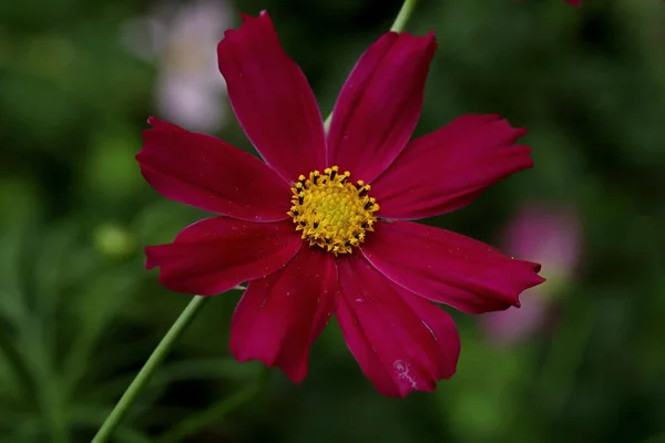 In the Park you can find squirrels, dogs, crows, sparrows, pigeons