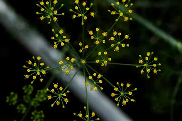 Nel Parco Possono Trovare Scoiattoli Cani Corvi Passeri Piccioni Anatre — Foto Stock