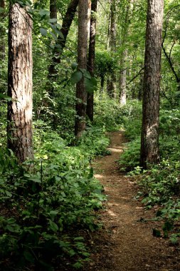 Şehir parkında mantarlı orman alanları, çeşitli çiçek ve çalıların olduğu sokaklar, sincaplar, kuşlar ve diğer hayvanlar, ördekli barajlar, yapay bataklıklar, çam ağaçları ve huş ağaçları vardır.