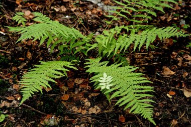 Şehir parkında mantarlı orman alanları, çeşitli çiçek ve çalıların olduğu sokaklar, sincaplar, kuşlar ve diğer hayvanlar, ördekli barajlar, yapay bataklıklar, çam ağaçları ve huş ağaçları vardır.