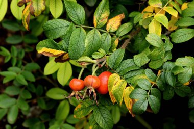 Şehir parkında mantarlı orman alanları, çeşitli çiçek ve çalıların olduğu sokaklar, sincaplar, kuşlar ve diğer hayvanlar, ördekli barajlar, yapay bataklıklar, çam ağaçları ve huş ağaçları vardır.