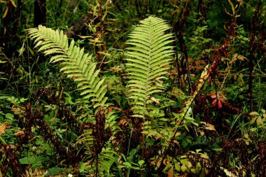 Şehir parkında mantarlı orman alanları, çeşitli çiçek ve çalıların olduğu sokaklar, sincaplar, kuşlar ve diğer hayvanlar, ördekli barajlar, yapay bataklıklar, çam ağaçları ve huş ağaçları vardır.