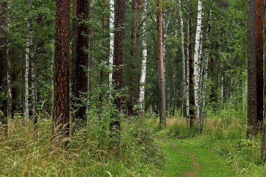 Şehir parkında mantarlı orman alanları, çeşitli çiçek ve çalıların olduğu sokaklar, sincaplar, kuşlar ve diğer hayvanlar, ördekli barajlar, yapay bataklıklar, çam ağaçları ve huş ağaçları vardır.