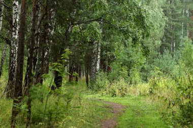 Şehir parkında mantarlı orman alanları, çeşitli çiçek ve çalıların olduğu sokaklar, sincaplar, kuşlar ve diğer hayvanlar, ördekli barajlar, yapay bataklıklar, çam ağaçları ve huş ağaçları vardır.