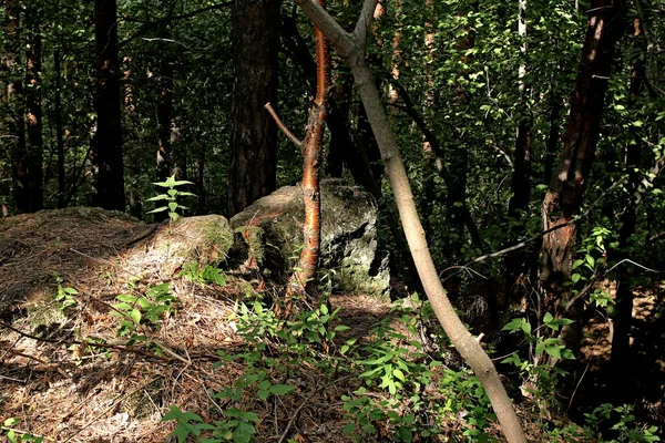 Dans Parc Ville Des Zones Forestières Avec Des Champignons Des — Photo