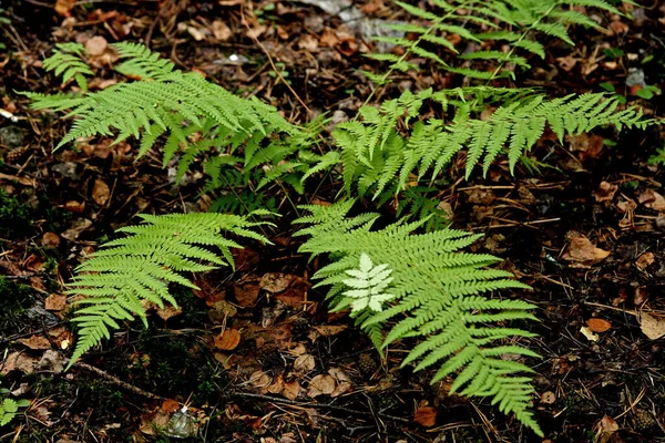 Şehir parkında mantarlı orman alanları, çeşitli çiçek ve çalıların olduğu sokaklar, sincaplar, kuşlar ve diğer hayvanlar, ördekli barajlar, yapay bataklıklar, çam ağaçları ve huş ağaçları vardır.