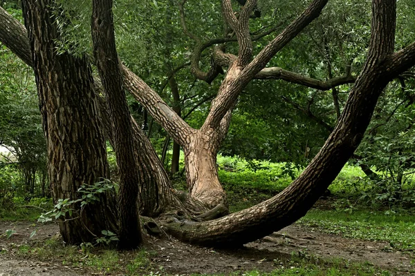 Şehir parkında mantarlı orman alanları, çeşitli çiçek ve çalıların olduğu sokaklar, sincaplar, kuşlar ve diğer hayvanlar, ördekli barajlar, yapay bataklıklar, çam ağaçları ve huş ağaçları vardır.