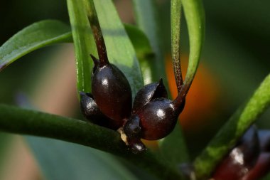 in summer, autumn and winter, there are beautiful trees in the city's parks. There are many ducks, gulls, pigeons, crows, tits and swans. You can meet squirrels and dogs. Flowers and mushrooms grow. There are lakes and rivers.