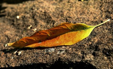 in summer, autumn and winter, there are beautiful trees in the city's parks. There are many ducks, gulls, pigeons, crows, tits and swans. You can meet squirrels and dogs. Flowers and mushrooms grow. There are lakes and rivers.