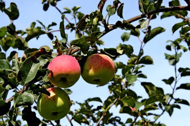 in summer, autumn and winter, there are beautiful trees in the city's parks. There are many ducks, gulls, pigeons, crows, tits and swans. You can meet squirrels and dogs. Flowers and mushrooms grow. There are lakes and rivers.