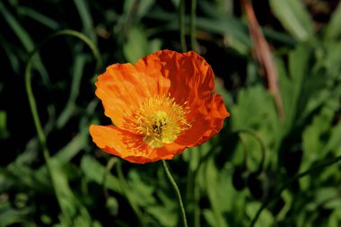 in summer, autumn and winter, there are beautiful trees in the city's parks. There are many ducks, gulls, pigeons, crows, tits and swans. You can meet squirrels and dogs. Flowers and mushrooms grow. There are lakes and rivers.