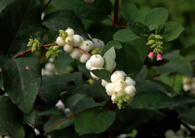 in summer, autumn and winter, there are beautiful trees in the city's parks. There are many ducks, gulls, pigeons, crows, tits and swans. You can meet squirrels and dogs. Flowers and mushrooms grow. There are lakes and rivers.