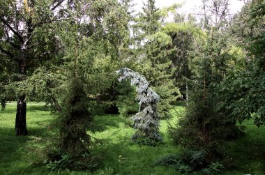 in summer, autumn and winter, there are beautiful trees in the city's parks. There are many ducks, gulls, pigeons, crows, tits and swans. You can meet squirrels and dogs. Flowers and mushrooms grow. There are lakes and rivers.