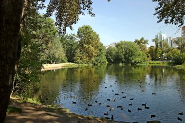 in summer, autumn and winter, there are beautiful trees in the city's parks. There are many ducks, gulls, pigeons, crows, tits and swans. You can meet squirrels and dogs. Flowers and mushrooms grow. There are lakes and rivers.