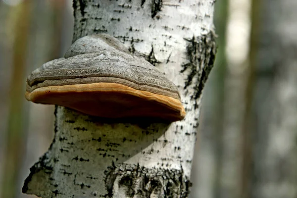 in summer, autumn and winter, there are beautiful trees in the city's parks. There are many ducks, gulls, pigeons, crows, tits and swans. You can meet squirrels and dogs. Flowers and mushrooms grow. There are lakes and rivers.