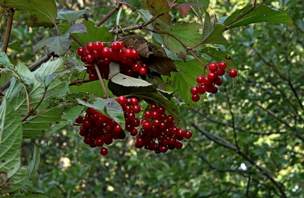 Été Automne Hiver Beaux Arbres Dans Les Parcs Ville Beaucoup — Photo