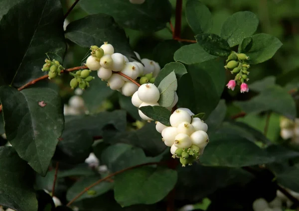 in summer, autumn and winter, there are beautiful trees in the city's parks. There are many ducks, gulls, pigeons, crows, tits and swans. You can meet squirrels and dogs. Flowers and mushrooms grow. There are lakes and rivers.