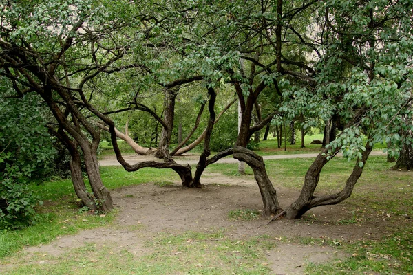 Summer Autumn Winter Beautiful Trees City Parks Many Ducks Gulls — Foto de Stock