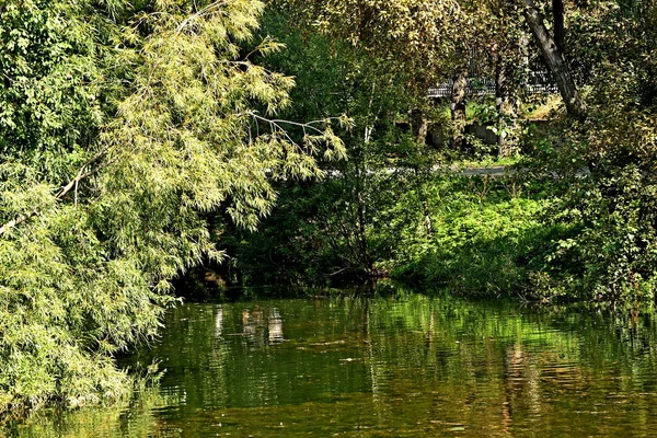 in summer, autumn and winter, there are beautiful trees in the city's parks. There are many ducks, gulls, pigeons, crows, tits and swans. You can meet squirrels and dogs. Flowers and mushrooms grow. There are lakes and rivers.