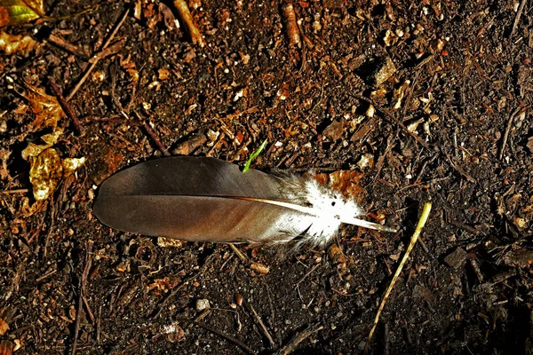 in summer, autumn and winter, there are beautiful trees in the city's parks. There are many ducks, gulls, pigeons, crows, tits and swans. You can meet squirrels and dogs. Flowers and mushrooms grow. There are lakes and rivers.