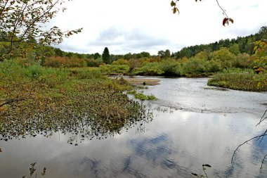 in summer, autumn and winter, there are beautiful trees in the city's parks. There are many ducks, gulls, pigeons, crows, tits and swans. You can meet squirrels and dogs. Flowers and mushrooms grow. There are lakes and rivers.