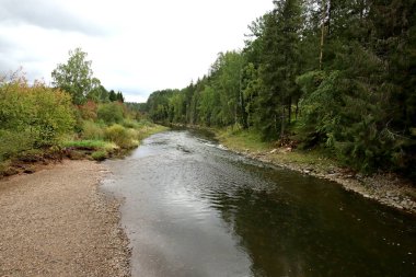 in summer, autumn and winter, there are beautiful trees in the city's parks. There are many ducks, gulls, pigeons, crows, tits and swans. You can meet squirrels and dogs. Flowers and mushrooms grow. There are lakes and rivers.