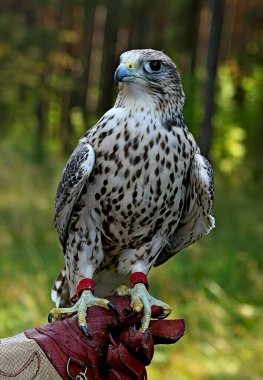in summer, autumn and winter, there are beautiful trees in the city's parks. There are many ducks, gulls, pigeons, crows, tits and swans. You can meet squirrels and dogs. Flowers and mushrooms grow. There are lakes and rivers.