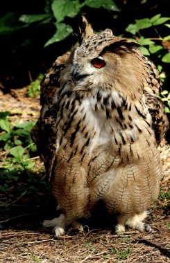 in summer, autumn and winter, there are beautiful trees in the city's parks. There are many ducks, gulls, pigeons, crows, tits and swans. You can meet squirrels and dogs. Flowers and mushrooms grow. There are lakes and rivers.