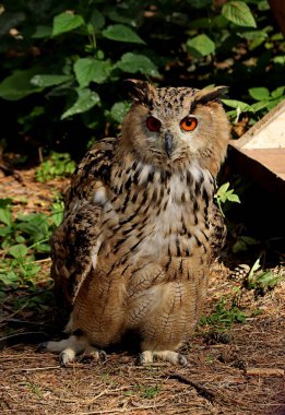 in summer, autumn and winter, there are beautiful trees in the city's parks. There are many ducks, gulls, pigeons, crows, tits and swans. You can meet squirrels and dogs. Flowers and mushrooms grow. There are lakes and rivers.