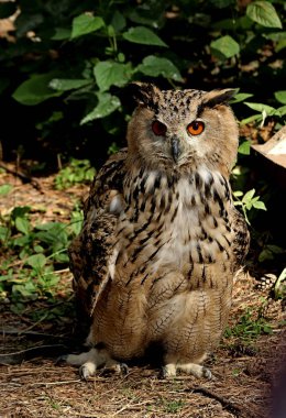 in summer, autumn and winter, there are beautiful trees in the city's parks. There are many ducks, gulls, pigeons, crows, tits and swans. You can meet squirrels and dogs. Flowers and mushrooms grow. There are lakes and rivers.