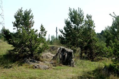 in summer, autumn and winter, there are beautiful trees in the city's parks. There are many ducks, gulls, pigeons, crows, tits and swans. You can meet squirrels and dogs. Flowers and mushrooms grow. There are lakes and rivers.