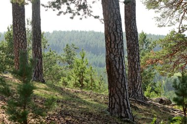 in summer, autumn and winter, there are beautiful trees in the city's parks. There are many ducks, gulls, pigeons, crows, tits and swans. You can meet squirrels and dogs. Flowers and mushrooms grow. There are lakes and rivers.