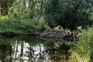 in summer, autumn and winter, there are beautiful trees in the city's parks. There are many ducks, gulls, pigeons, crows, tits and swans. You can meet squirrels and dogs. Flowers and mushrooms grow. There are lakes and rivers.