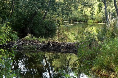 in summer, autumn and winter, there are beautiful trees in the city's parks. There are many ducks, gulls, pigeons, crows, tits and swans. You can meet squirrels and dogs. Flowers and mushrooms grow. There are lakes and rivers.