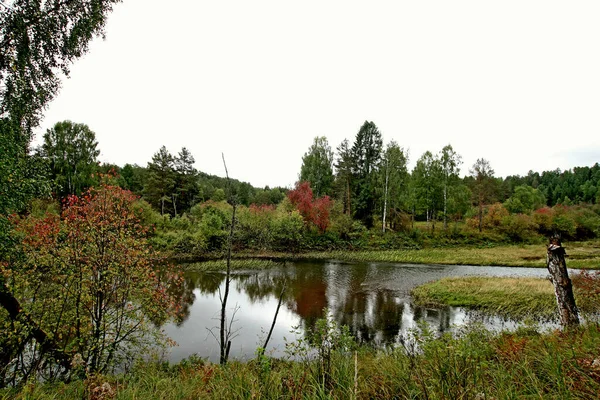 Summer Autumn Winter Beautiful Trees City Parks Many Ducks Gulls — Stock Fotó