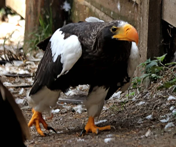 in summer, autumn and winter, there are beautiful trees in the city's parks. There are many ducks, gulls, pigeons, crows, tits and swans. You can meet squirrels and dogs. Flowers and mushrooms grow. There are lakes and rivers.