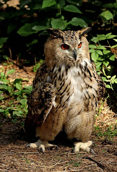 in summer, autumn and winter, there are beautiful trees in the city's parks. There are many ducks, gulls, pigeons, crows, tits and swans. You can meet squirrels and dogs. Flowers and mushrooms grow. There are lakes and rivers.