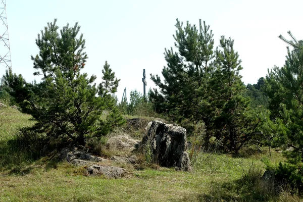 in summer, autumn and winter, there are beautiful trees in the city's parks. There are many ducks, gulls, pigeons, crows, tits and swans. You can meet squirrels and dogs. Flowers and mushrooms grow. There are lakes and rivers.