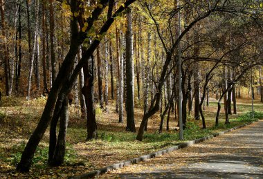 in summer, autumn and winter, there are beautiful trees in the city's parks. There are many ducks, gulls, pigeons, crows, tits and swans. You can meet squirrels and dogs. Flowers and mushrooms grow. There are lakes and rivers.