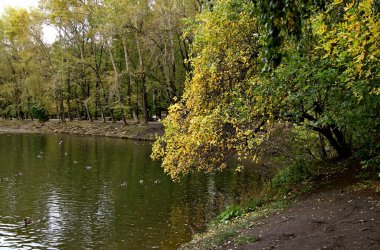 in summer, autumn and winter, there are beautiful trees in the city's parks. There are many ducks, gulls, pigeons, crows, tits and swans. You can meet squirrels and dogs. Flowers and mushrooms grow. There are lakes and rivers.
