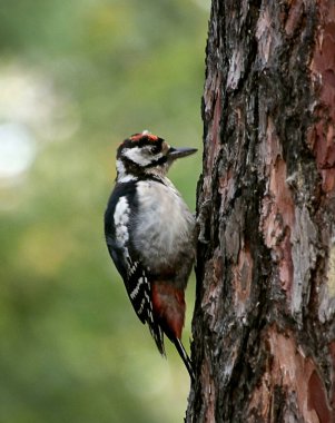 in summer, autumn and winter, there are beautiful trees in the city's parks. There are many ducks, gulls, pigeons, crows, tits and swans. You can meet squirrels and dogs. Flowers and mushrooms grow. There are lakes and rivers.