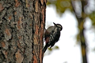 in summer, autumn and winter, there are beautiful trees in the city's parks. There are many ducks, gulls, pigeons, crows, tits and swans. You can meet squirrels and dogs. Flowers and mushrooms grow. There are lakes and rivers.