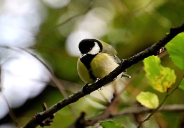 in summer, autumn and winter, there are beautiful trees in the city's parks. There are many ducks, gulls, pigeons, crows, tits and swans. You can meet squirrels and dogs. Flowers and mushrooms grow. There are lakes and rivers.