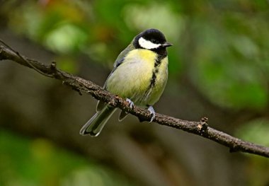 in summer, autumn and winter, there are beautiful trees in the city's parks. There are many ducks, gulls, pigeons, crows, tits and swans. You can meet squirrels and dogs. Flowers and mushrooms grow. There are lakes and rivers.