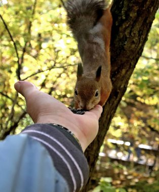 in summer, autumn and winter, there are beautiful trees in the city's parks. There are many ducks, gulls, pigeons, crows, tits and swans. You can meet squirrels and dogs. Flowers and mushrooms grow. There are lakes and rivers.