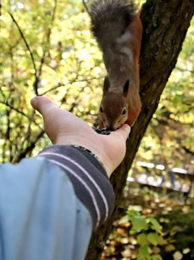 in summer, autumn and winter, there are beautiful trees in the city's parks. There are many ducks, gulls, pigeons, crows, tits and swans. You can meet squirrels and dogs. Flowers and mushrooms grow. There are lakes and rivers.