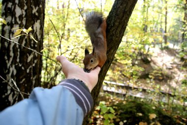 in summer, autumn and winter, there are beautiful trees in the city's parks. There are many ducks, gulls, pigeons, crows, tits and swans. You can meet squirrels and dogs. Flowers and mushrooms grow. There are lakes and rivers.