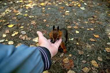 in summer, autumn and winter, there are beautiful trees in the city's parks. There are many ducks, gulls, pigeons, crows, tits and swans. You can meet squirrels and dogs. Flowers and mushrooms grow. There are lakes and rivers.
